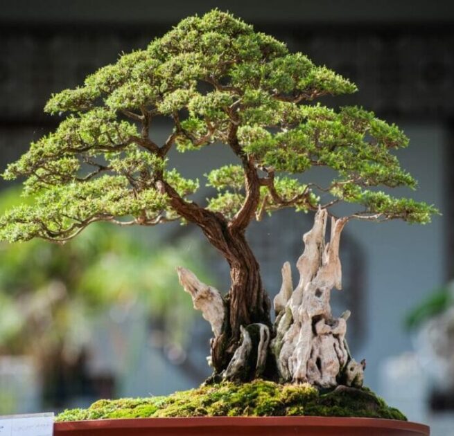 Bonsai Bonsai