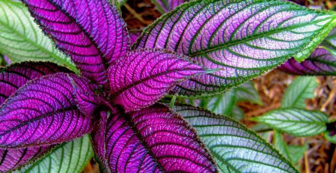 Semi Shade Semi Shade