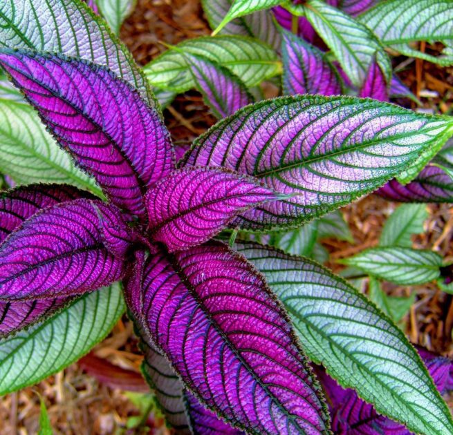 Semi Shade Semi Shade